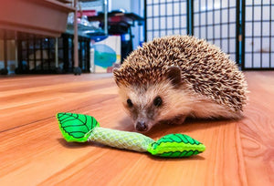 Hedgehog Treats and Toys