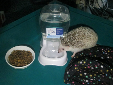 Hedgehog Dishes, Bottles, Food and Water Bow!