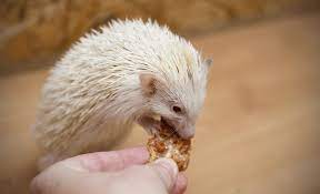 Hedgehog Treats