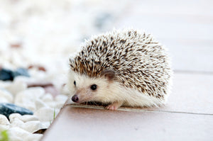 hedgehog sitting still on the ground
