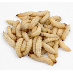 Galleria mellonella Live Waxworms for Feeding Reptiles, Fishing, Birds, and Chickens (250) | Live Arrival Guaranteed by DBDPet