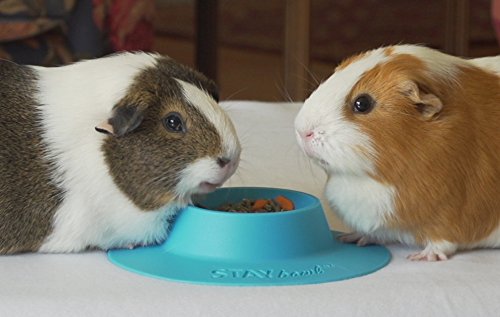 STAYbowl Tip-Proof Ergonomic Pet Bowl for Guinea Pig and Other Small Pets; 1/4-Cup Size; Sky Blue