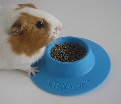 STAYbowl Tip-Proof Ergonomic Pet Bowl for Guinea Pig and Other Small Pets; 1/4-Cup Size; Sky Blue