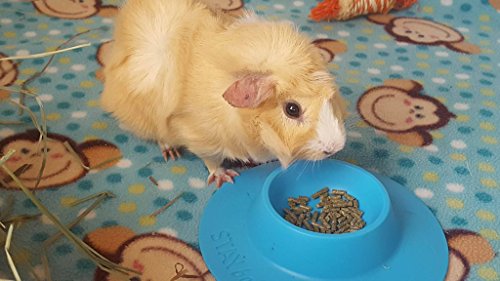 STAYbowl Tip-Proof Ergonomic Pet Bowl for Guinea Pig and Other Small Pets; 1/4-Cup Size; Sky Blue