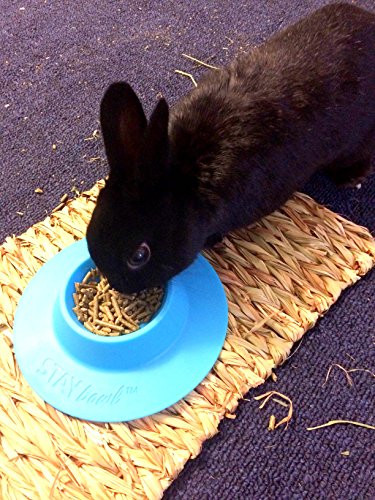 STAYbowl Tip-Proof Ergonomic Pet Bowl for Guinea Pig and Other Small Pets; 1/4-Cup Size; Sky Blue